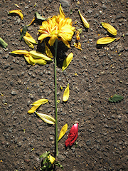 Flower Down (small)